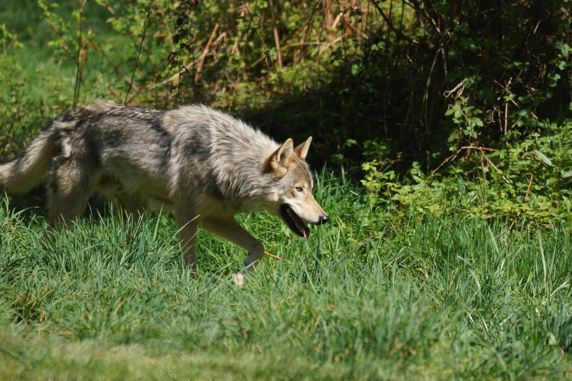 Wolf Facts – White Wolf Sanctuary
