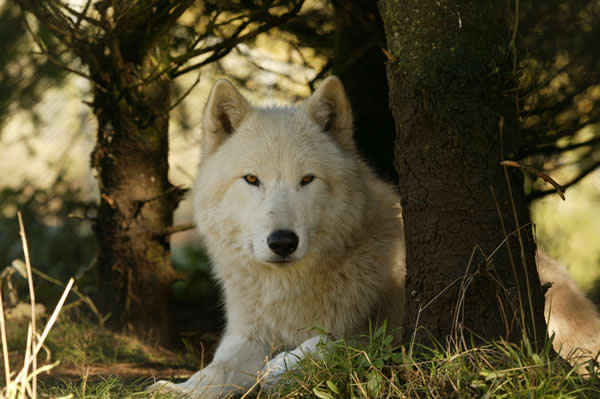 Wolflayingdown – White Wolf Sanctuary