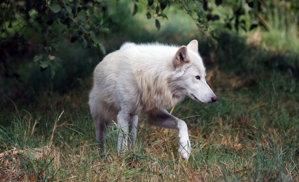 Slider4 – White Wolf Sanctuary