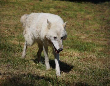 White Wolf Sanctuary – Come Howl With Us at White Wolf Sanctuary!